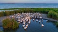 White pelicans pelecanus onocrotalus in Danube Delta Romania