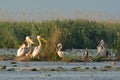 White Pelicans Pelecanus onocrotalus Flock Preening on Floating Island