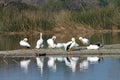 Many white pelicans preening on a marsh land beach Royalty Free Stock Photo