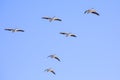 White Pelicans Soaring High In The Sky Royalty Free Stock Photo