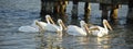 White Pelicans Squabble Royalty Free Stock Photo