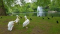 White pelicans in St. James Park, London, England Royalty Free Stock Photo