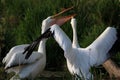 White Pelicans in the summer