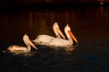 White Pelicans on Water