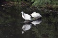 White pelicans by water Royalty Free Stock Photo