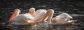 White pelicans in the water