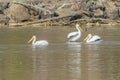White Pelicans on Yadkin River in Davidson County NC