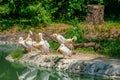 Beautiful white pelicans in zoo on sunny day Royalty Free Stock Photo