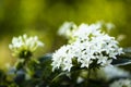 White Pentas Flowers