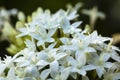 White Pentas Flowers