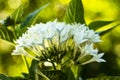 White Pentas Flowers