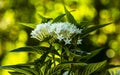 White Pentas Flowers