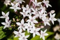 White pentas flowers