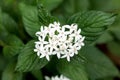 White Pentas flower - Image