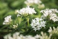 White Pentas lanceolata or Egyptian star cluster flowers blooming in garden