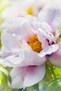 White peon flower bloom on background of blurry white peonies in peonies garden. Spring flower Peonies
