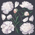 Set of floral elements with white peonies flowers and leaves.