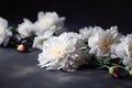 White peonies. Beautiful peony flower for a catalog or online store. Flower shop concept. Beautiful freshly cut bouquet. Flower