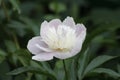 White Peony Flower. Royalty Free Stock Photo