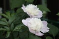 White Peony Flower. Royalty Free Stock Photo