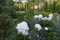 white peonies blooming with nepeta (catmint)