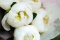 White peonies in a bouquet Royalty Free Stock Photo