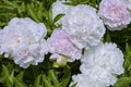 White and pink peonies and buds with leaves. Luxurious fresh flowers in the flowerbed. Bright spring day in the park.