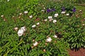 White peonies flowers