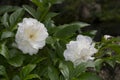 White peonies in the garden. Blooming white peony. Closeup of beautiful white Peonie flower Royalty Free Stock Photo