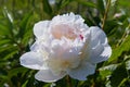 White peonies in the garden. White peony macro photo.