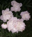 White peonies with a light cream tint scents shooting at night are especially good early in the morning