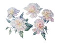 White peonies watercolor isolated