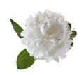 White peony