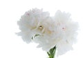 White peony Royalty Free Stock Photo