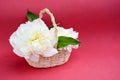 White peony in basket on red background. Women\'s Day, Mother\'s Day. Spring flower background, postc Royalty Free Stock Photo
