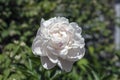 White Peony With a Touch of Red Royalty Free Stock Photo