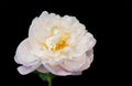 white peony blossom macro portrait on black background, fine art still life single isolated bloom with stem and green leaves