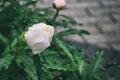 White peony bud with water drops after rain Royalty Free Stock Photo