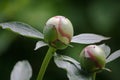 White peony buds on a green background