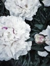 white peony close-up day garden no people outdoors beautiful nature garden village white color flowers