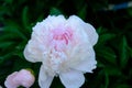 White peony with pink core Royalty Free Stock Photo