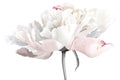 White peony flower Royalty Free Stock Photo