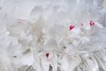 White peony flower background close up. White peony petals. Royalty Free Stock Photo