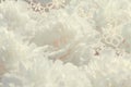 White peony flower background Royalty Free Stock Photo