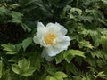 White Peony Flower with Dew in A Garden in Luoyang City Royalty Free Stock Photo
