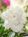 White peony flower with bud, bokeh blur background, genus Paeonia