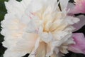 White peony flower close-up.