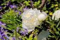 White peony flower - close up