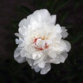A white peony flower in full bloom on a dark background. Vertical photo of a garden flower Royalty Free Stock Photo