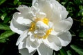 White Peony Flower full frame closeup details